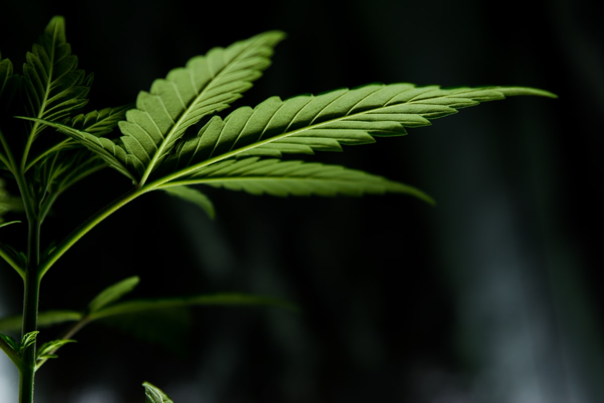 Cannabis Social Club gründen: Voraussetzungen und Ablauf